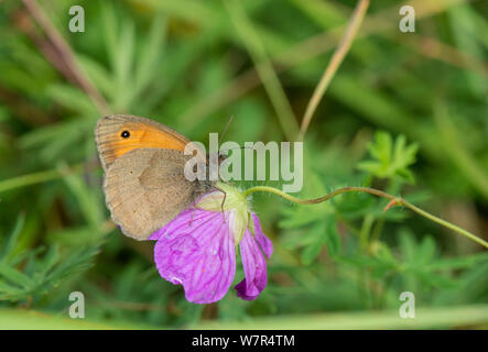Meadow Brown (Maniola jurtina) male, on flower, Finland, July Stock Photo