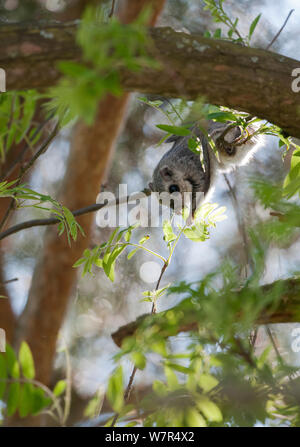 Siberian flying squirrel (Pteromys volans) adult female feeding, Finland, May Stock Photo
