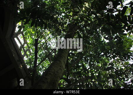 A millennium tree with a height of more than 20 meters is pictured at the Nanshan Botanical Garden in Chongqing, China, 5 June 2017.   A millennium tr Stock Photo