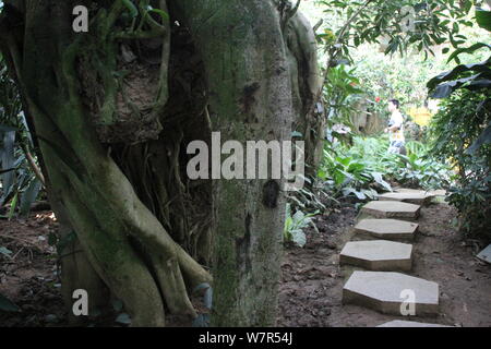 A millennium tree with a height of more than 20 meters is pictured at the Nanshan Botanical Garden in Chongqing, China, 5 June 2017.   A millennium tr Stock Photo