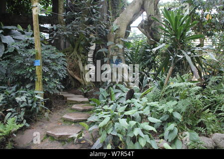 A millennium tree with a height of more than 20 meters is pictured at the Nanshan Botanical Garden in Chongqing, China, 5 June 2017.   A millennium tr Stock Photo