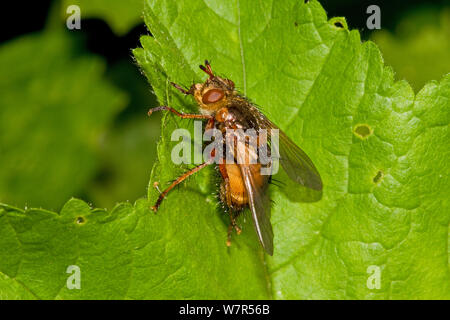 Tachinid fly (Tachina fera) Lewisham, London, Stock Photo