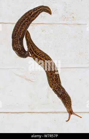 Leopard Slugs (Limax maximus) a mating pair on a wall at night, Lewisham, London, July Stock Photo