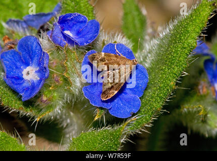 Nettle-tap Micro Moth (Anthophila fabriciana) on Green Alkanet (Pentaglottis sempervirens) Lewisham, London, August Stock Photo