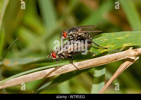 Flesh-flies mating (Sarcophaga sp) Lewisham, London, September Stock Photo