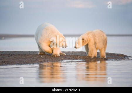 Polar bear (Ursus maritimus) 4-year-old and yearling along Bernard Spit, 1002 area of the Arctic National Wildlife Refuge, North Slope, Alaska, Beaufort Sea