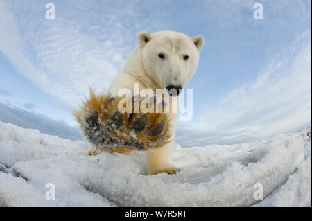 Polar bear (Ursus maritimus) investigating camera and batting it with paw, on pack ice off the 1002 area of the Arctic National Wildlife Refuge, North Slope of the Brooks Range, Alaska, Beaufort Sea, autumn Stock Photo