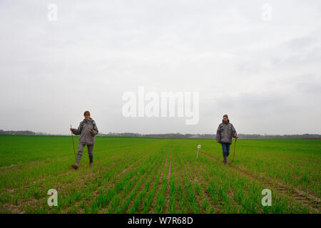 Scientists from the French Wildlife Department (ONCFS) looking for burows of common hamsters (Cricetus cricetus) in a wheat field, Alsace, France, April 2013 Stock Photo
