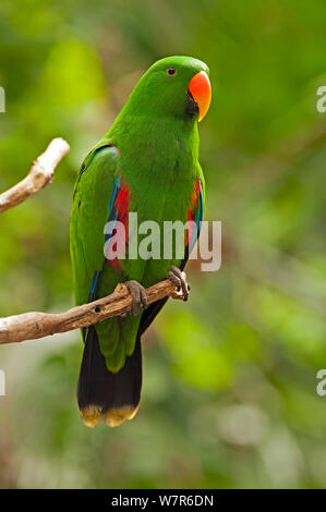 Eclectus Parrot (Edlectus roratus polychloros) male, perched on tree branch, Wildlife Habitat, Port Douglas, Queensland, Australia, captive Stock Photo