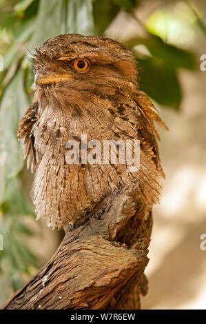Papuan Frogmouth (Podargus papuensis) standing on tree trunk, The Wildlife Habitat, Queensland, Australia, captive Stock Photo