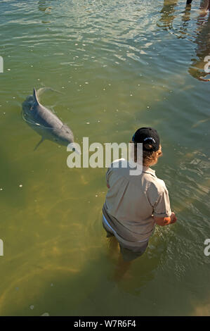 Tourist feeding Indo-Pacific Humback Dolphins (Sousa chinensis) Tin Can Bay, Great Sandy Strait, Queensland, Australia, October 2009 Stock Photo