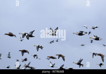 King Eider (Somateria spectabilis) and Common Eider (Somateria mollissima) in flight over the sea, Barents Sea Nr Vardo, North Norway, March Stock Photo