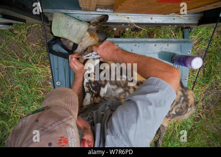 Endangered Wildlife Trust vet removing a radio collar from a tranquilized African wild dog (Lycaon pictus) on the tailgate of a research vehicle, Venetia Limpopo Nature Reserve, Limpopo Province, South Africa, February 2010. Model released. Stock Photo