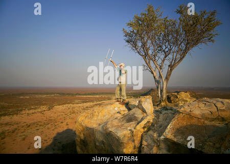 A researcher working for the Endangered Wildlife Trust standing on top of a kopje in order to get a better signal whilst using radio telemetry equipment to track African wild dogs (Lycaon pictus), Venetia Limpopo Nature Reserve, Limpopo Province, South Africa, July 2009. Model released. Stock Photo