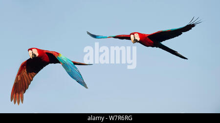 Pair of Red-and-Green Macaws or Green-winged Macaws (Ara chloropterus) in flight. Chapada dos Guimaraes, Brazil. Stock Photo
