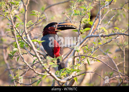 Chestnut-eared Aracari (Pteroglossus castanotis) feeding in forest canopy. Banks of the Cuiaba River, northern Pantanal, Mato Grosso, Brazil. Stock Photo