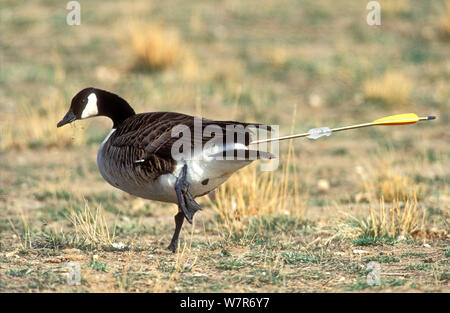 Canada goose Branta canadensis with arrow protruding from its rear Colorado March Stock Photo Alamy