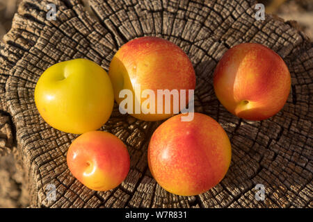 fresh plums on tree stump Stock Photo
