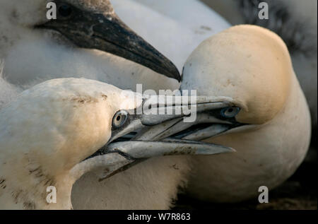 Gannet (Morus bassanus) chick accidentally pokes its parent in the eye whilst it is in the middle of a neighbourly dispute. Shetland Islands, Scotland, UK August. Stock Photo