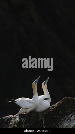 Gannet (Morus bassanus) family on an exposed ridge, backlit by the morning sun. Shetland Islands, Scotland, UK, August. Stock Photo