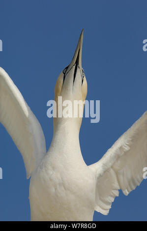 Gannet (Morus bassanus) adult 'sky-pointing' before flying out to sea. Saltee Islands, Republic of Ireland, May. Stock Photo