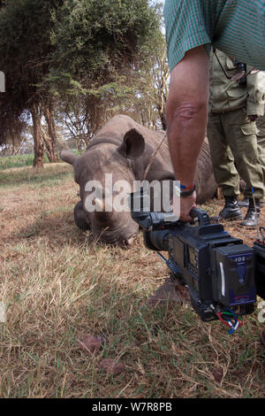 BBC Cameraman Mike Fox filming Elvis, a hand reared Black rhinoceros (Diceros bicornis) at Lewa Wildlife Conservancy, during filming for BBC 'Africa' series, Kenya, July 2012 Stock Photo