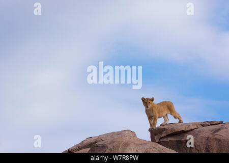 African lion (Panthera leo) cub standing on a granite kopje, Serengeti National Park, Tanzania, March 2011. Stock Photo