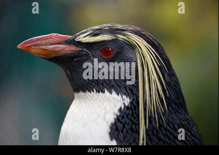 Southern rockhopper penguin, (Eudyptes chrysocome). Southern African Foundation for the Conservation of Coastal Birds (SANCCOB), South Africa, Cape Town, South Africa. 'Rocky' is tame (captive) and is used for educational purposes by SANCCOB. May 2012 Stock Photo