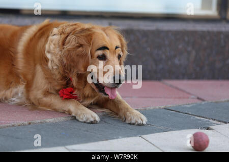 The golden retriever painted with a pair of thick eyebrows is pictured in Shenyang city, northeast China's Liaoning province, 21 June 2017.   A golden Stock Photo