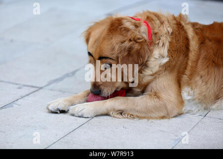 The golden retriever painted with a pair of thick eyebrows is pictured in Shenyang city, northeast China's Liaoning province, 21 June 2017.   A golden Stock Photo