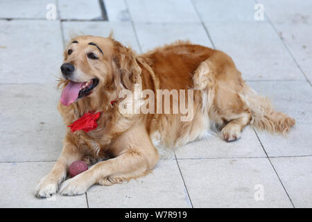 The golden retriever painted with a pair of thick eyebrows is pictured in Shenyang city, northeast China's Liaoning province, 21 June 2017.   A golden Stock Photo