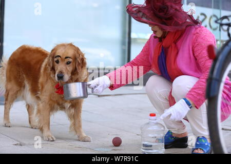 The golden retriever painted with a pair of thick eyebrows is pictured with its owner in Shenyang city, northeast China's Liaoning province, 21 June 2 Stock Photo