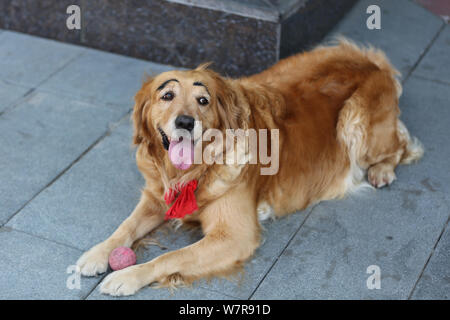 The golden retriever painted with a pair of thick eyebrows is pictured in Shenyang city, northeast China's Liaoning province, 21 June 2017.   A golden Stock Photo