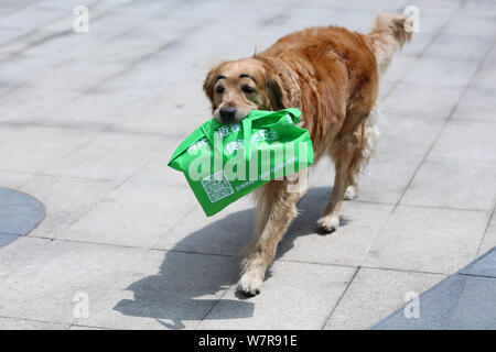 The golden retriever painted with a pair of thick eyebrows is pictured in Shenyang city, northeast China's Liaoning province, 21 June 2017.   A golden Stock Photo