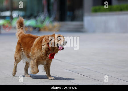 The golden retriever painted with a pair of thick eyebrows is pictured in Shenyang city, northeast China's Liaoning province, 21 June 2017.   A golden Stock Photo