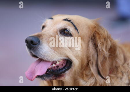 The golden retriever painted with a pair of thick eyebrows is pictured in Shenyang city, northeast China's Liaoning province, 21 June 2017.   A golden Stock Photo