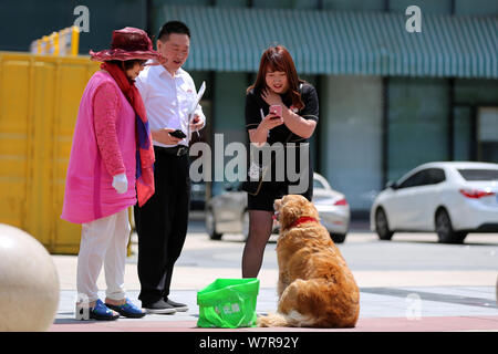 The golden retriever painted with a pair of thick eyebrows is pictured with its owner in Shenyang city, northeast China's Liaoning province, 21 June 2 Stock Photo