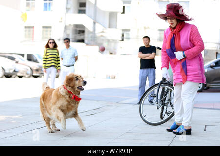 The golden retriever painted with a pair of thick eyebrows is pictured with its owner in Shenyang city, northeast China's Liaoning province, 21 June 2 Stock Photo