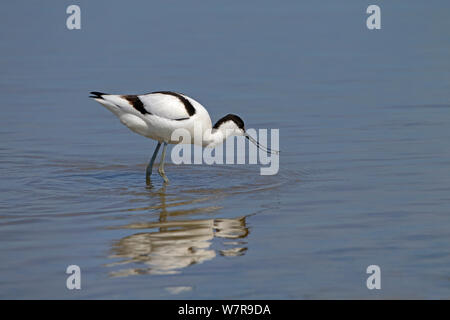 Avocet Recurvirostra (Avocetta feeding) in coastal lagoon, Cley reserve, Norfolk, May Stock Photo