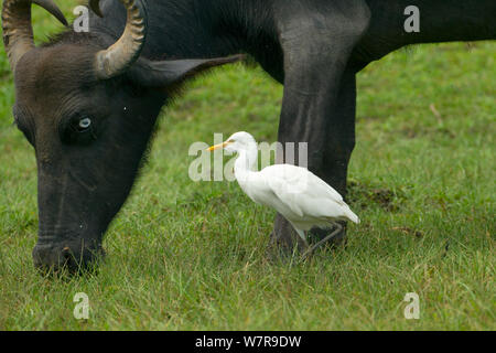 Cattle Egret (Bubulcus ibis) and Buffalo (Bubalus bubalis) Yala National Park, Sri Lanka Stock Photo