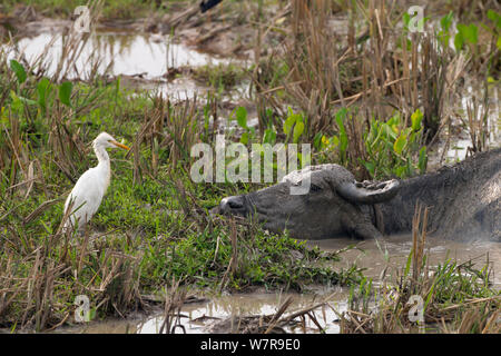 Cattle Egret (Bubulcus ibis) and Water Buffalo (Bubalus bubalis) Yala NP, Sri Lanka Stock Photo