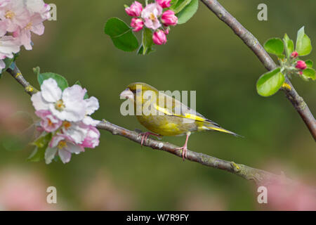 Greenfinch (Carduelis chloris) on a Apple blossom (Malus sp), UK , May Stock Photo