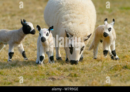 Kerry Hill sheep - ewe grazing with lambs, UK, April. This breed originates from Powys in Wales and takes its name from the small town of Kerry. Stock Photo