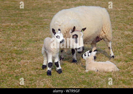 Kerry Hill sheep ewe and lambs, UK, April Stock Photo