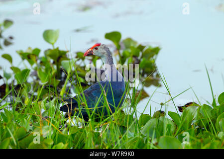 White-breasted Waterhen (Amauronis phoenicurus)  in wetland, Sri Lanka Stock Photo