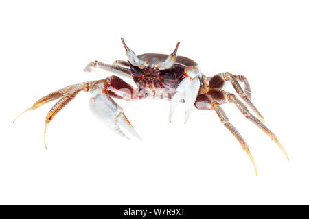 Horned ghost crab (Ocypode ceratophthalmus) Kinarut, Sabah, Borneo, Malaysia.  Meetyourneighbours.net project Stock Photo