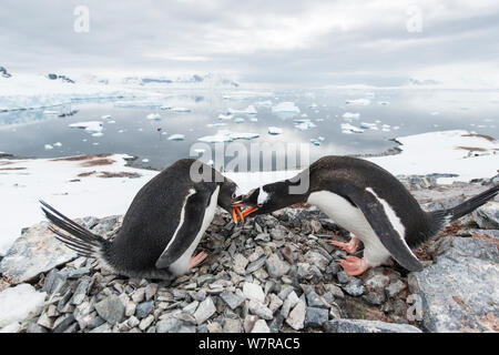 Gentoo Penguin (Pygoscelis papua) pair courting on nest, Cuverville Island, Antarctic Peninsula, Antarctica Stock Photo