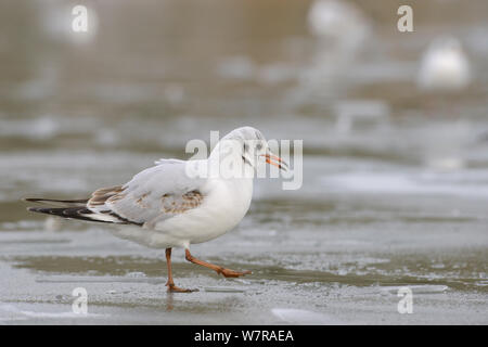 Juvenile Black-headed gull (Larus ridibundus) calling as it walks on frozen lake, Wiltshire, UK, January. Stock Photo