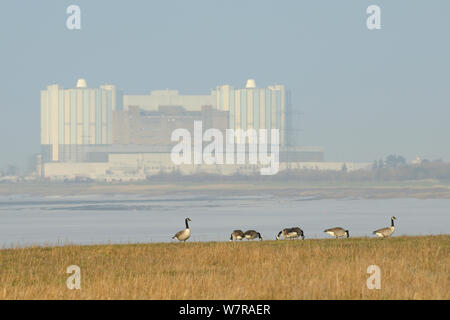 Canada geese (Branta canadensis) grazing saltmarshes fringing the Severn estuary with Oldbury on Severn nuclear power station in the background, Gloucestershire, UK, March. Stock Photo