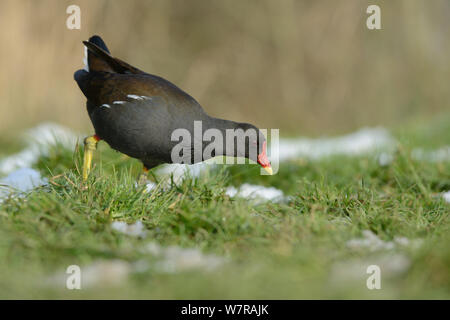 Moorhen (Gallinula chloropus) foraging on partly snow-covered grassy lake margin, Wiltshire, UK, January. Stock Photo
